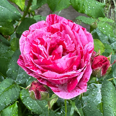 A pink rose with petals striped in a dark pink that gives it a “raspberry ripple ice cream” look. It’s surrounded by dark green leaves and other rose buds. 
