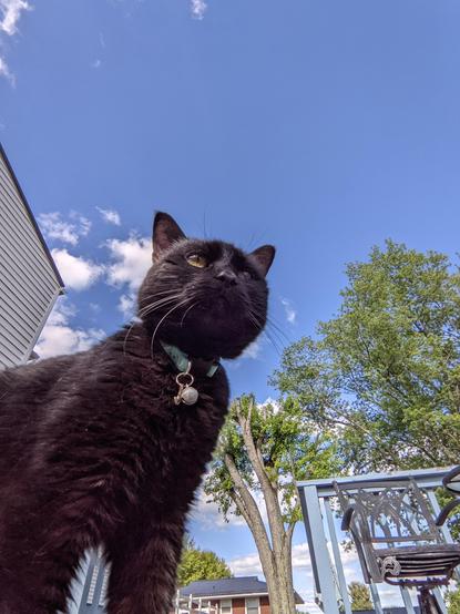 Selfie photo of our older cat Morticia aka Morty standing on our back porch looking away from the camera. She's a smaller black kitty cat wearing a cute blue collar. Blue sky with some clouds in the background. Some trees, part of the garage & part of the back porch are in the background. 