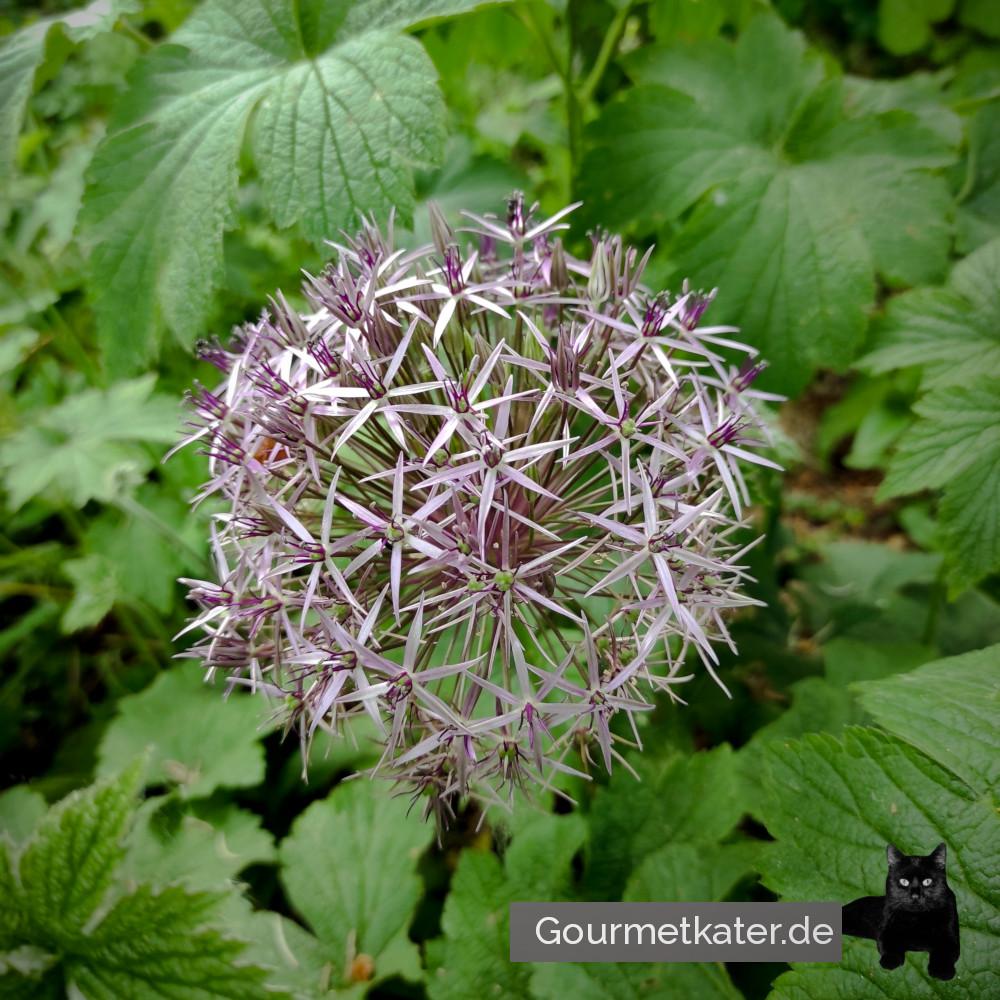 Im Garten