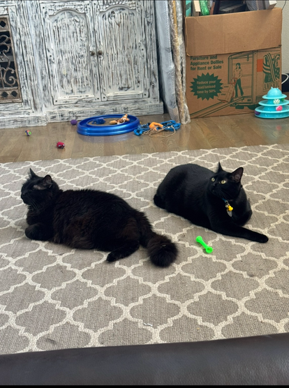 Two black cats laying on a rug with miscellaneous cat toys on the floor