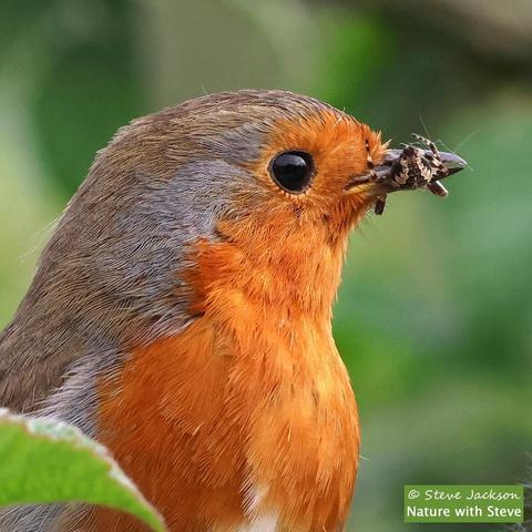 Close-up ‘head and shoulders’ photo of a European Robin (Erithacus rubecula) holding a Garden Spider (Araneus diadematus) in his or her beak. The Robin, facing towards the right side of the image, has an orangey-red face, throat and chest. The top and back of the head and the back are brown. Between those two colours, from behind the eye and downward, is a band of grey, variable in thickness. The Spider is held upside down and with the head facing away from us, so that we see the top of the abdomen (patterned with dark and pale brown markings) and some of the legs.