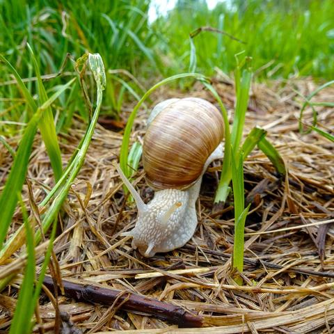 Eine Schnecke im Feld
