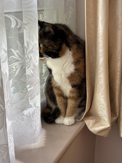 Our cat Blue sitting on the window sill looking outside. Partially obscured by a net curtain.