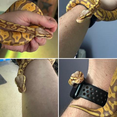 A ball python on my wrist in four different pictures 