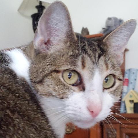 A photo of a cat's "serious face" as she looks back, over her shoulder at the camera, annoyed with being photographed instead of petted.