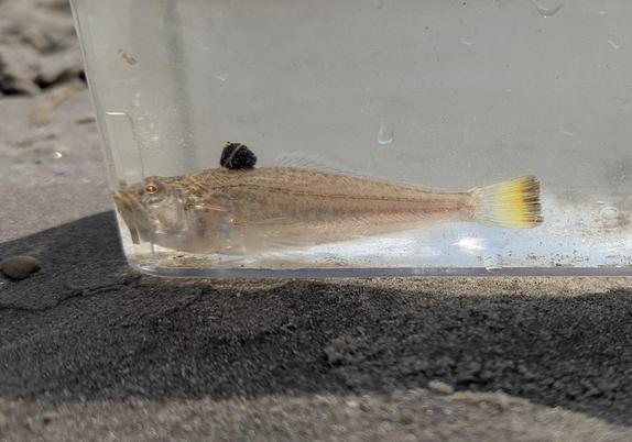 Kleine vis met opgezette donkere rugvin en bleekgele staart in aquarium op het strand
