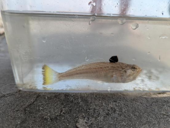 Kleine vis met opgezette donkere rugvin en bleekgele staart in aquarium op het strand