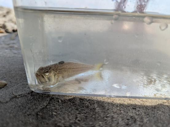 Kleine vis met ingeklapte rugvin in aquarium op het strand