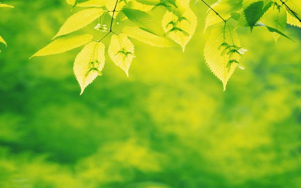 leaves, plants, twigs, green background