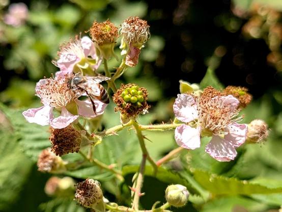 A bee on an old blackberry flower. The flower is a pinkish white. Some green blackberries have already started to form.