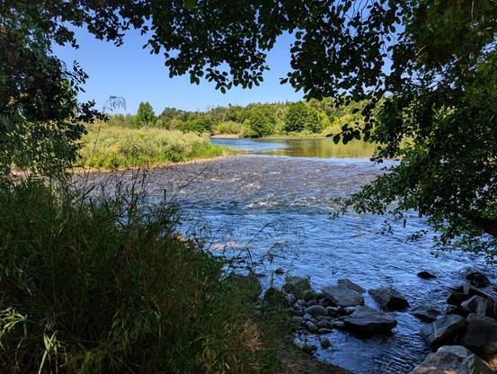Looking out at the river through a shady spot in the trees.