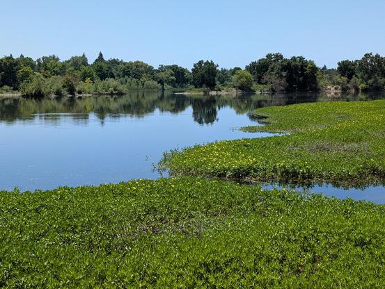 A calm side channel of the river. The near shore is covered in dark green ground cover with yellow flowers. The far shore's trees are reflected in the calm water. This place is almost too beautiful to be real!