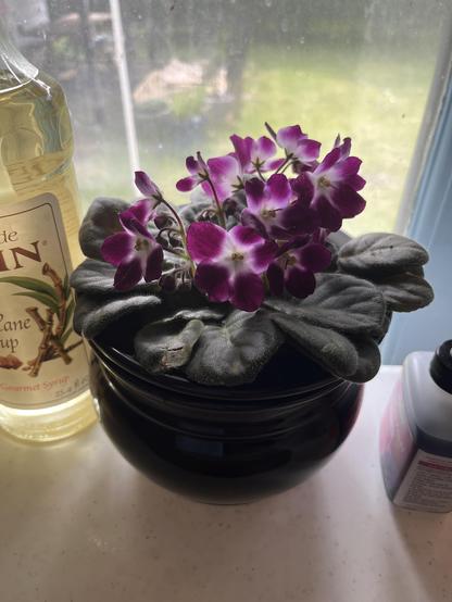 A little new African Violet in a neat auto-watering pot, sitting on a work table overlooking my backyard. The window has screens, so there’s a glazed look through the window. There’s a bottle of Monin sweetener and some Violet food on the edges of the scene. The Violet is variegated with flowers that are white in the center and royal purple around the edges.