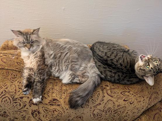 Two cats lounging back-to-back on the top of a cushy chair. One looks drowsy with half-open eyes, while the other has turned to the camera operator and is mid-meow.
