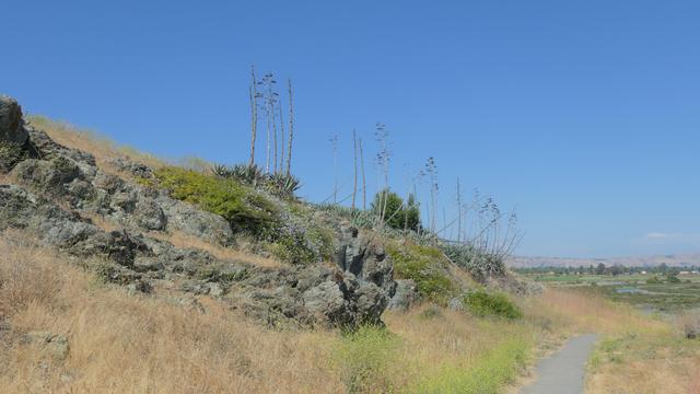 Incredibly tall flowering bodies of some type of agave look like asparagus for dinosaurs.