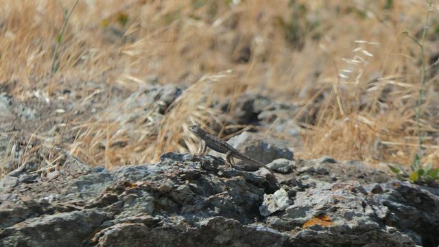 A lizard stands tall in search of a mate, looking like a 4 wheel drive model sporting high ground clearance. 