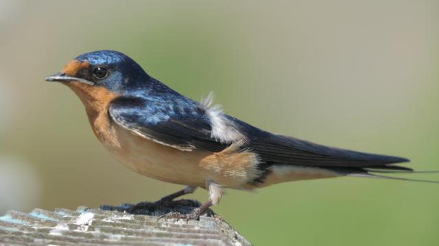 A barn swallow poses for the camera. Rusty underneath and iridescent blue on top when the sun is right.