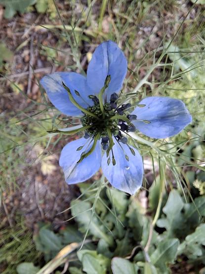 Eine blaue Blume mit fünf Blütenblättern und einem großen grünen Fruchtknoten in der Mitte an dessen Ende an kleinen Ärmchen Staubbeutel hängen.Umgeben von grünen Blättern und weiteren Pflanzen.