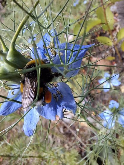Eine blaue Blume mit fünf Blütenblättern und einem großen grünen Fruchtknoten in der Mitte an dessen Ende an kleinen Ärmchen Staubbeutel hängen.Umgeben von grünen Blättern und weiteren Pflanzen. Die Blüte wird gerade von einer Erdhummel besucht.