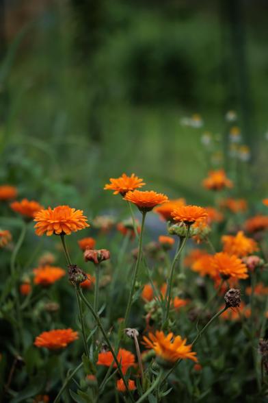 A vibrant cluster of orange flowers blooms amidst lush green foliage, with a soft focus on the background.