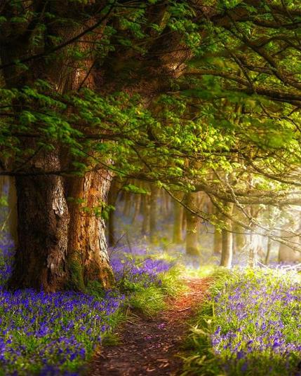 A narrow path in a bluebells forest, with an old green tree at the foreground.