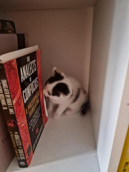 A white kitten with black and brown spots in a bookshelf, studying the Anelects of Confucious