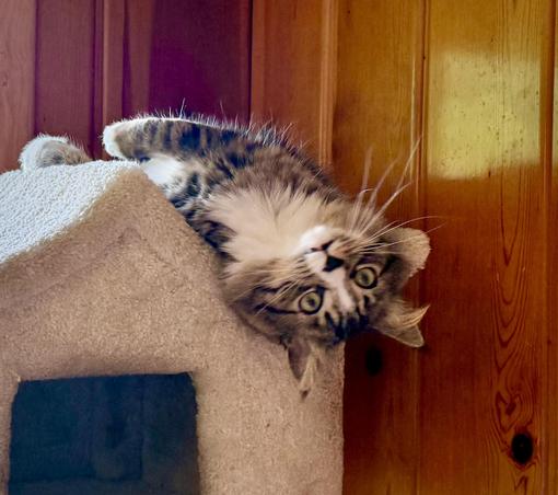 A long-haired tan and black tabby cat laying on his back atop a cat tree looking at the viewer upside down