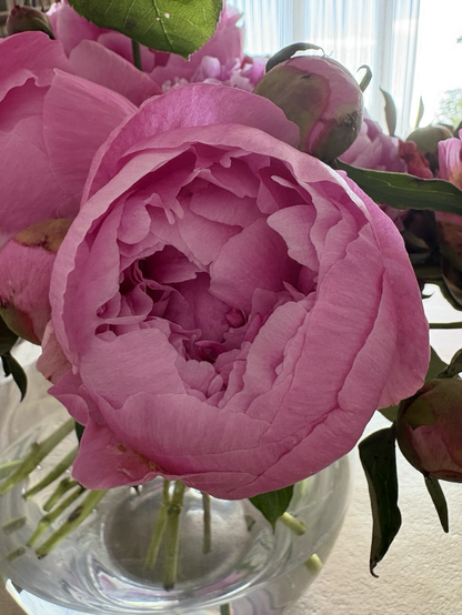 Pfingstrosenblüte