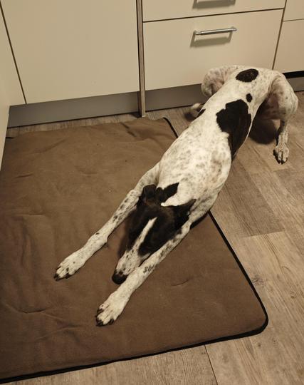 Man sieht einen braun weißen Hund mit dunklen Punkten im Fell in einer seltsamen Position.

Er liegt vorn auf den Vorderbeinen, aber hinten sitzt er nur, so dass es etwas unbequem aussieht.
Die Vorderbeine liegen auf einer braunen Decke. Der Rest des Hundes auf einem Fußboden der etwas wie graues Holz aussieht.
Man sieht Küchenmöbel im Hintergrund.