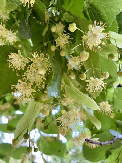 A cluster of pale yellow flowers and green leaves, possibly from a linden tree, with prominent stamens and buds visible among the foliage. Soft sunlight creates a gentle bokeh effect in the background.