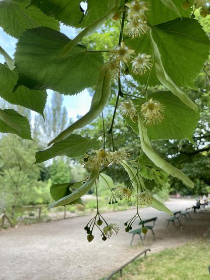 A close-up view of green leaves and small flowers hanging from a branch, with a blurred park pathway and benches in the background.