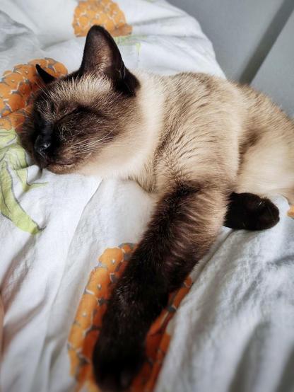 A siamese cat having a nap on a blanket covered with pineapples 🍍.