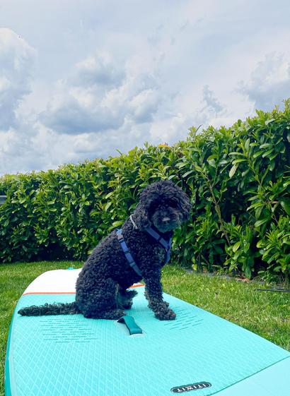 Ein kleiner schwarzer Pudel sitzt auf einem türkisfarbenen SUP-Board, umgeben von grünen Sträuchern und einem bewölkten Himmel.

A small black dog sits on a turquoise paddleboard, surrounded by green shrubbery and a cloudy sky.