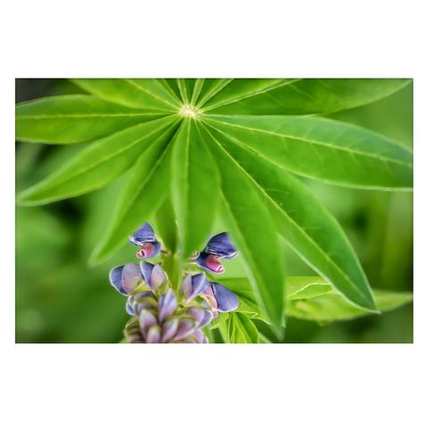 A flowering lupine is shown in the photo up close. The star-shaped leaves partially obscure the flowers, but two small flowers are clearly visible from under the leaves.