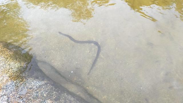 Foto desde una roca en la orilla de un rio, un palmo de profundidad de agua con fondo arenoso y una culebra buceando con un patrón pardo oscuro en forma de zigzag (creo q es una natrix maura)