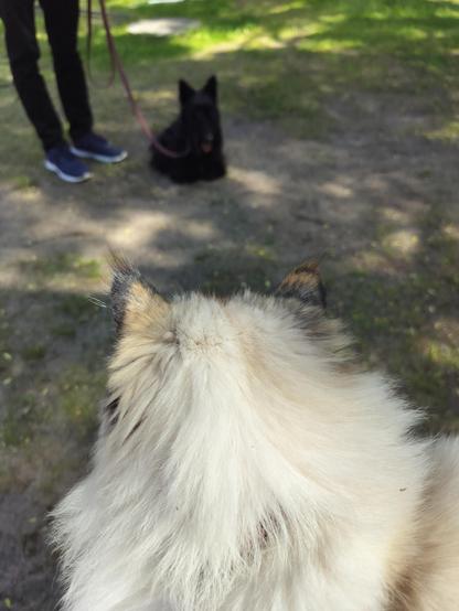My white Neva masquerade cat and black Scottish terrier look at each other.