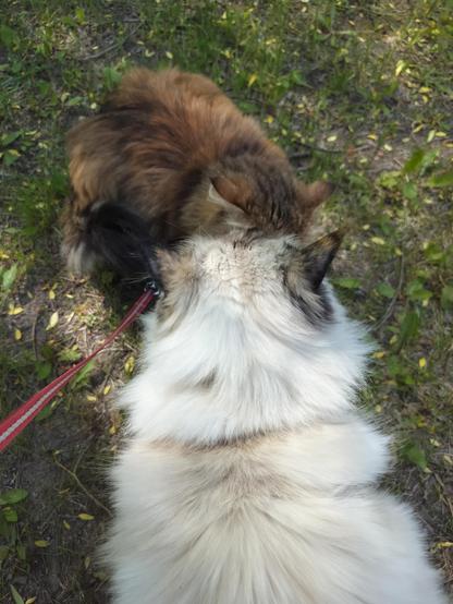 My white Neva masquerade cat Sanni and my brown Siberian cat Siiri are sniffing each other.