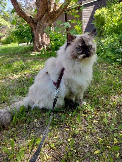My Neva masquerade cat Sanni has a black masquerade and a white fluffy fur and blue eyes. There's an old big crack willow tree in the background.