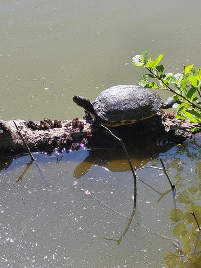 A tortutle sunbathing on a,piece of wood in a lake
