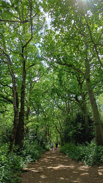 A path through a green wood, overshadowed by tall trees