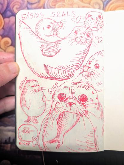 Left hand holding open a sketchbook page with pink pen drawings of seals. At the top is the text 5/15/25 and SEALS. There are 7 drawings of seals. The bottom right has a large drawing of a seal with a fish in his mouth. Above is a lounging seal, and throughout the rest of the page are some very fat seals with the text Bloop, Gulp, and Blorp.