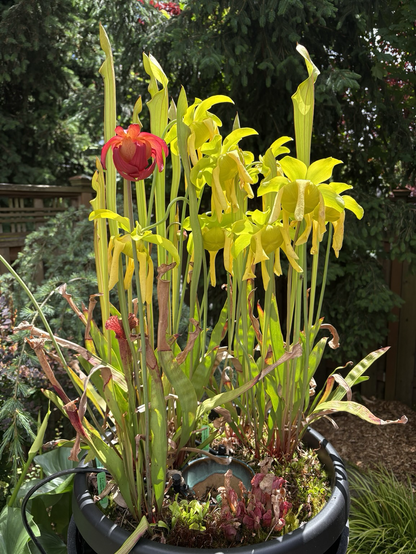 A pot of flowering carnivorous plants