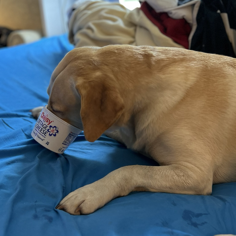 A yellow lab stuffs its snout into a cottage cheese tub.