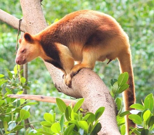 Some type of kangaroo sitting on a tree