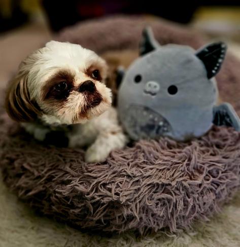 A shitzu laying in a furry bed with a stuffed animal beside them. 