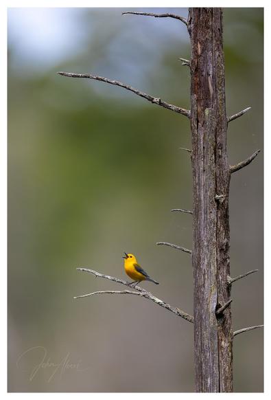 Vertical frame with a leafless dead tree rising up through the right side of the frame.  A prothonotary warbler in its deep yellow glory is perched on a bare branch in the lower third of the frame and looking left while singing.  The background is smooth green with some blue sky peaking through above.