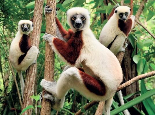 Three Lemur's staring at you from a tree