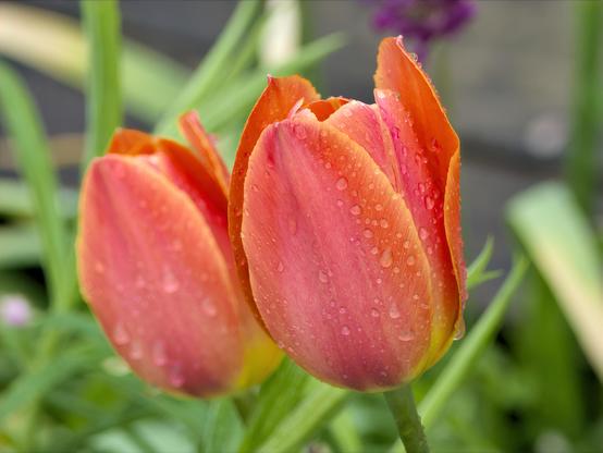A close-up photograph of two vibrant orange tulips, seen from a slightly elevated perspective. The dominant colors are various shades of orange, transitioning from a rich, saturated hue at the petal tips to a softer, more peachy or yellowish-orange at their bases.
Both tulips are in full bloom, with their petals gently unfurling at the top, revealing the subtle color variations within.

The petals are generously covered with water droplets of varying sizes - from tiny dewdrops to larger water beads that catch and reflect light. These droplets create a jewel-like effect across the surface of the flowers, adding texture and visual interest to the smooth petal surfaces.

