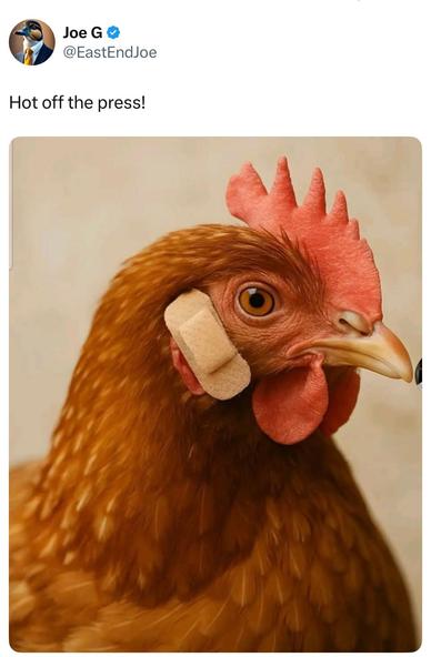 TACO chicken head
