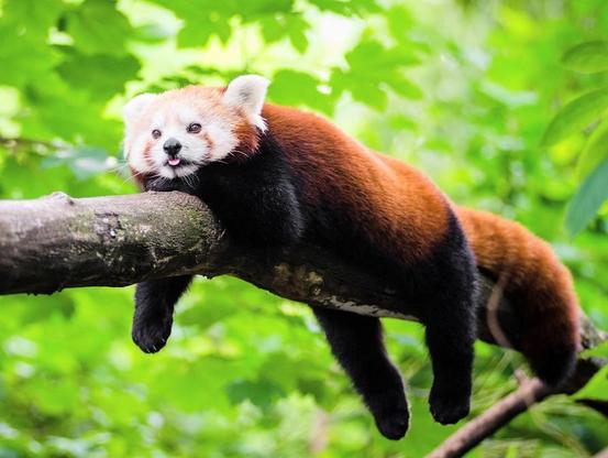 A Red Panda Relaxing in a Tree 